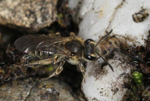 Andrena sp.
